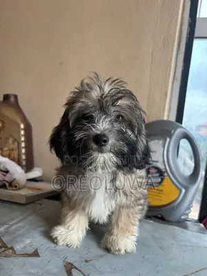 1-3 months Male Purebred Lhasa Apso