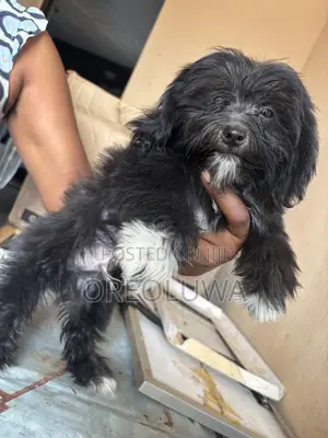 1-3 months Male Purebred Lhasa Apso