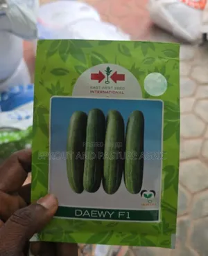 Daewy Cucumber Seeds