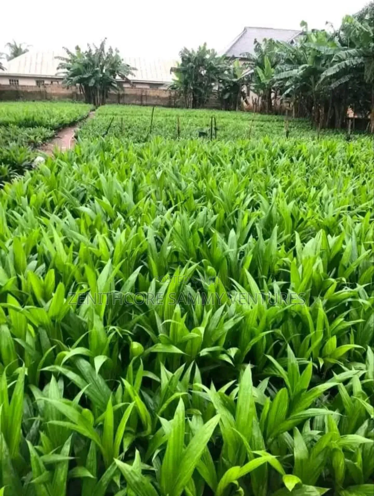 Hybrid Oil Palm Seedlings