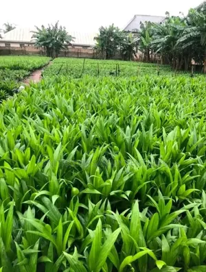 Hybrid Oil Palm Seedlings