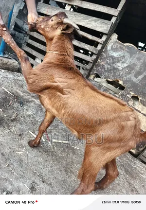 Life Goats at Affordable Price