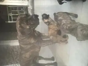 1-3 months Male Purebred Boerboel