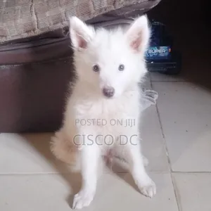 1-3 months Male Purebred American Eskimo