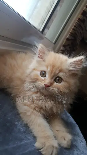 1-3 months Female Purebred Persian