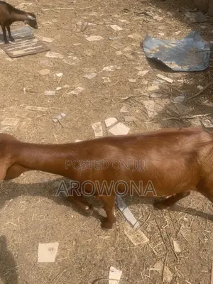 Pure Mama Sokoto Red