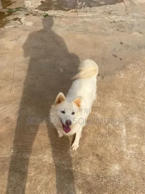 1+ year Female Purebred American Eskimo