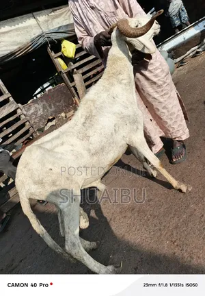 Life Rams at Affordable Price