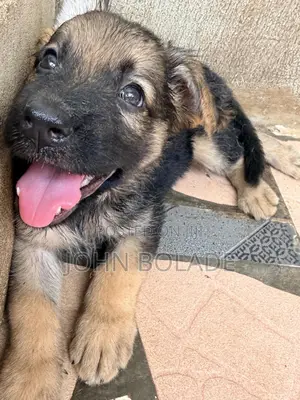1-3 months Female Purebred German Shepherd