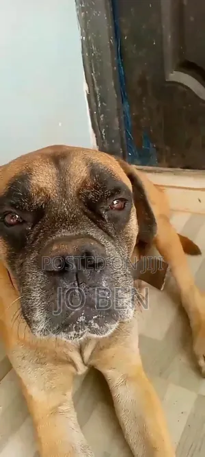 1+ year Male Purebred Boerboel