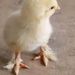 Bulk Day Old Pullets Available in All Brands