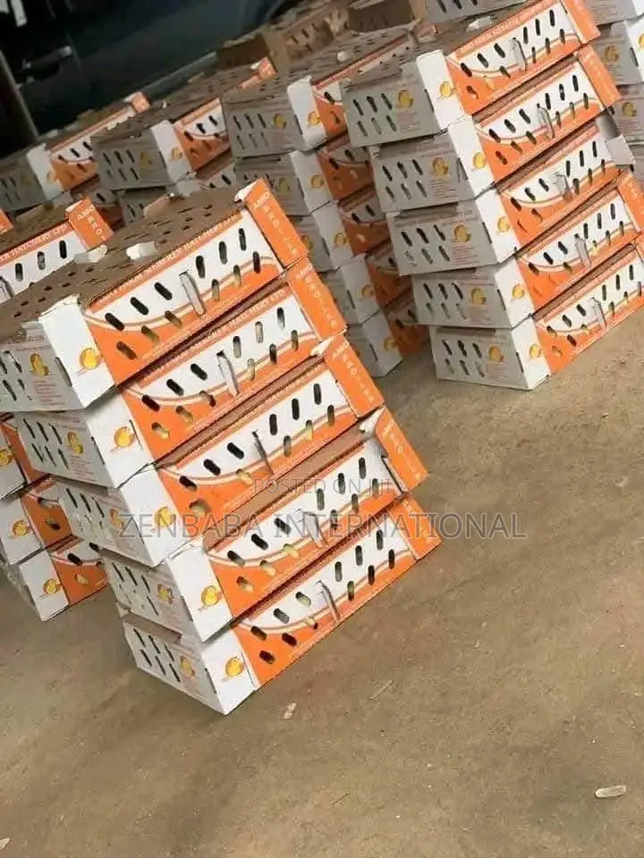 Bulk Day Old Pullets Available in All Brands