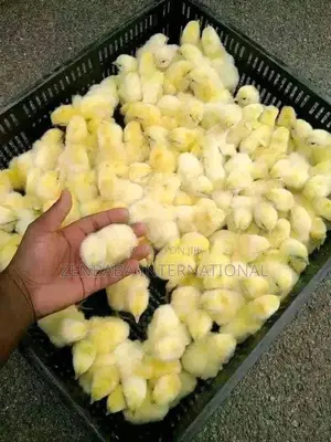 Bulk Day Old Pullets Available in All Brands