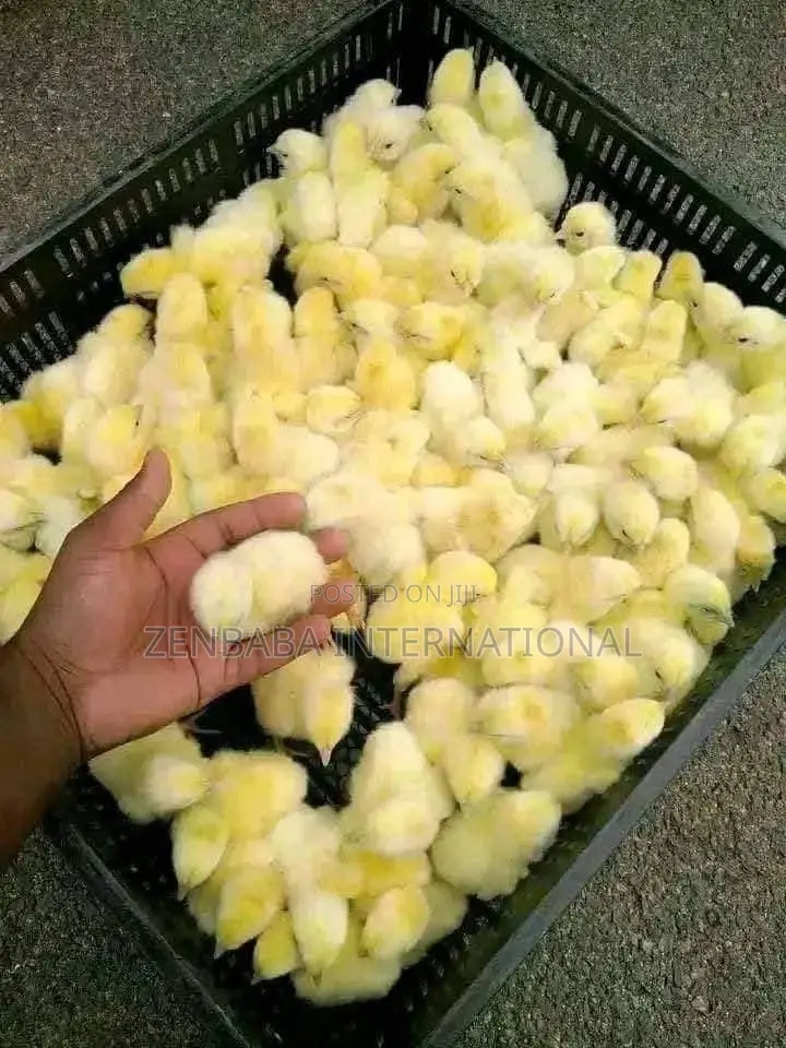 Bulk Day Old Pullets Available in All Brands
