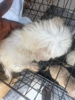 1-3 months Female Purebred Lhasa Apso