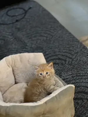1-3 months Female Purebred Persian