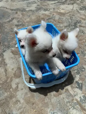 3-6 months Male Purebred American Eskimo