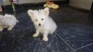 3-6 months Male Purebred Lhasa Apso