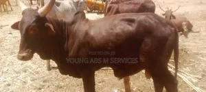 Dark Brown Barbade