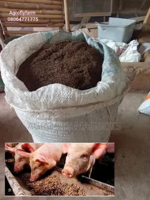 BSF Frass for Your Pigs