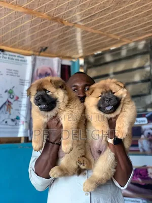 1-3 months Male Purebred Chow Chow
