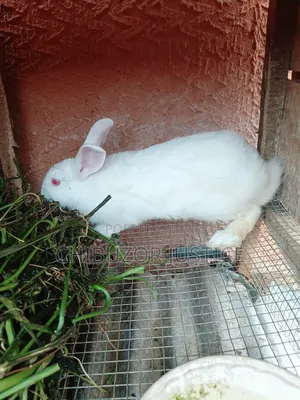 Healthy White Rabbit for Sale, Very Active