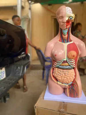 Human Torso Anatomy