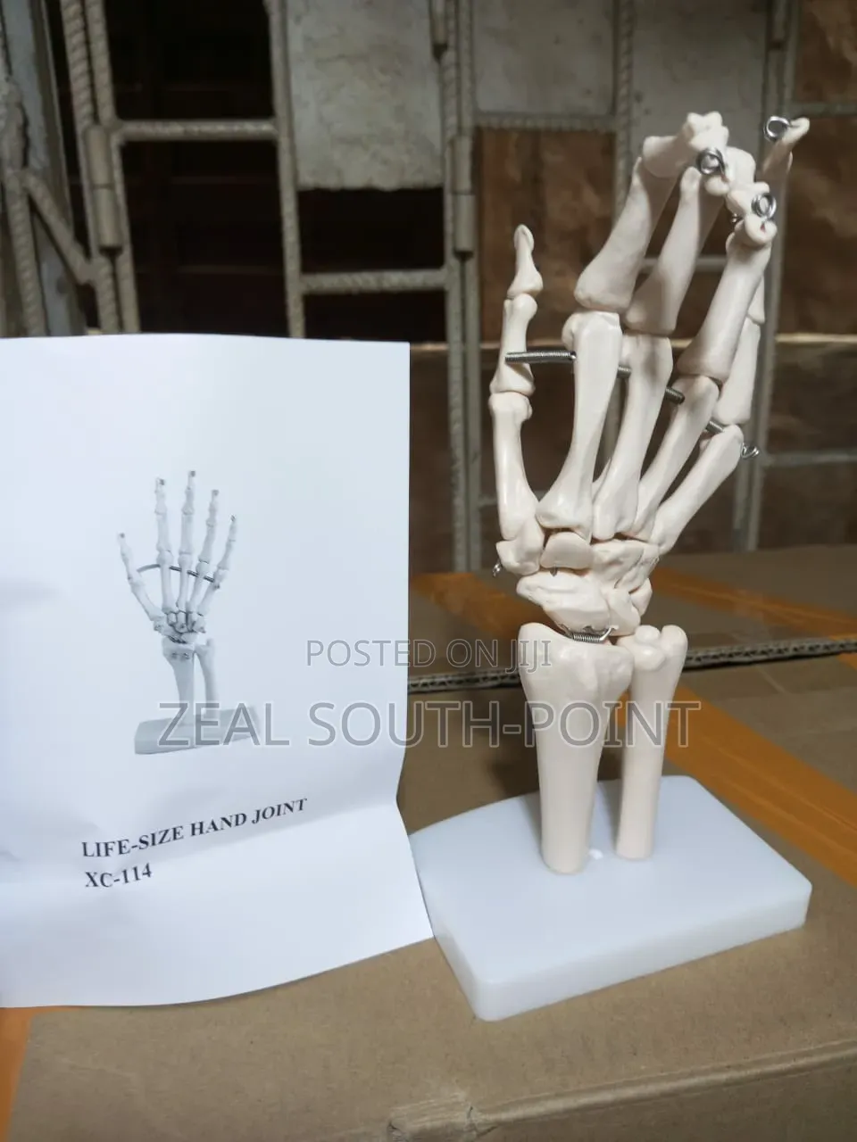 Human Hand Joints Anatomical