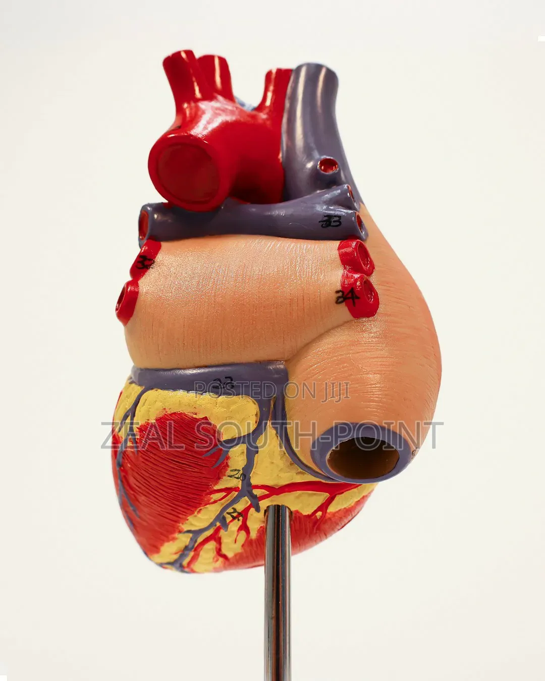 Anatomical Human Heart Model