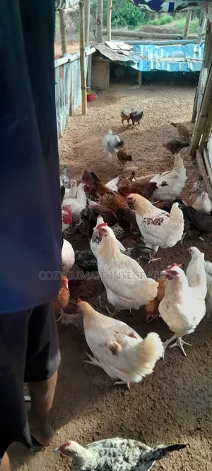 Local Chicken