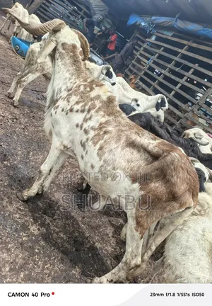Life Rams at Affordable Price
