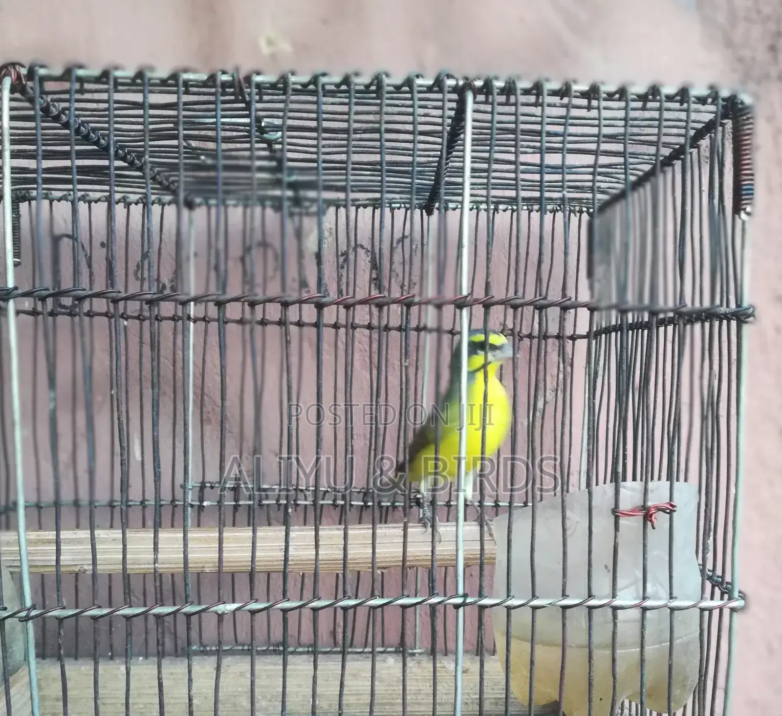 Singing Canary Birds