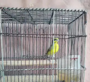 Singing Canary Birds