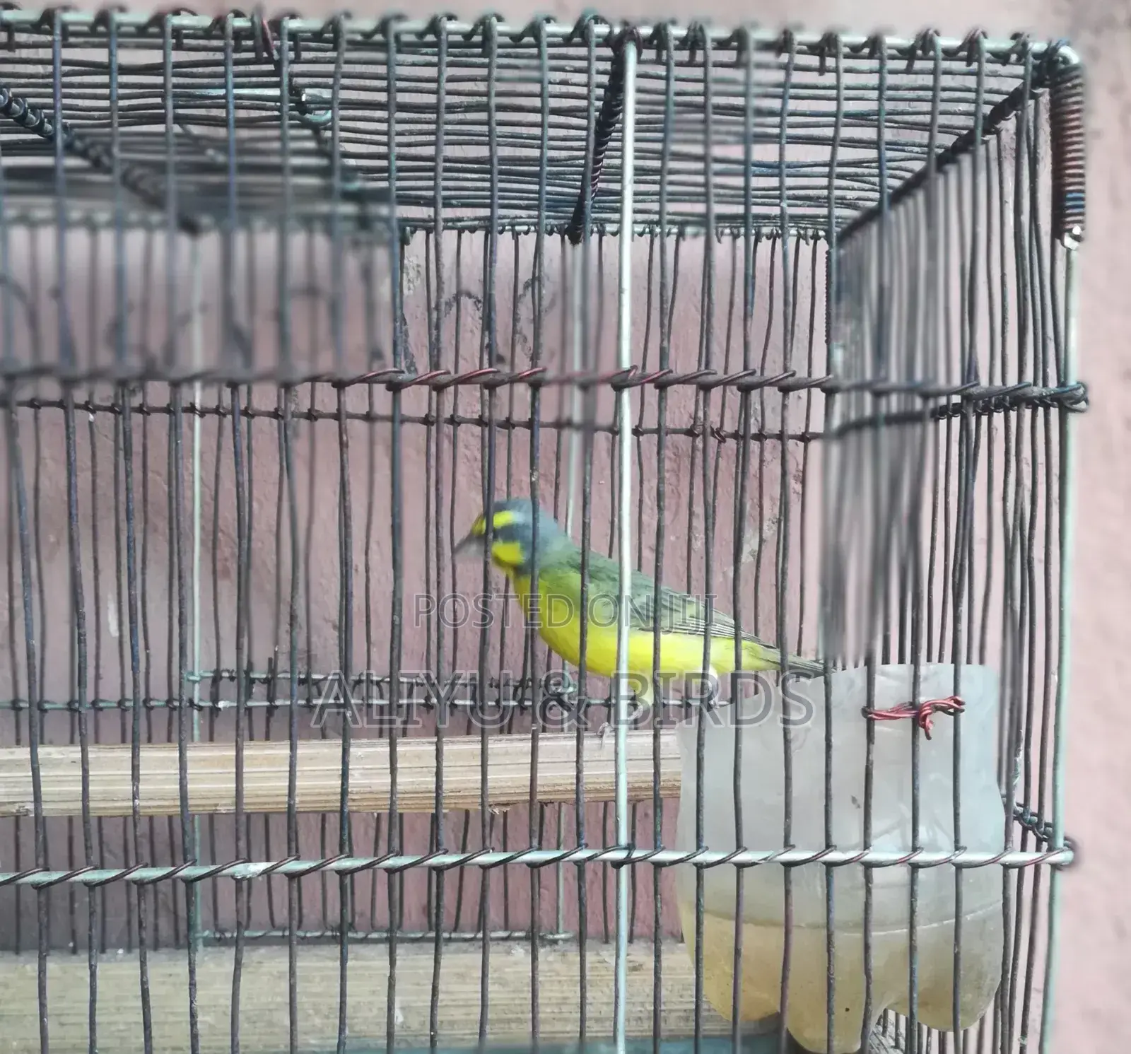 Singing Canary Birds