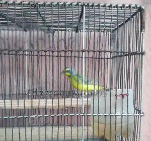 Singing Canary Birds