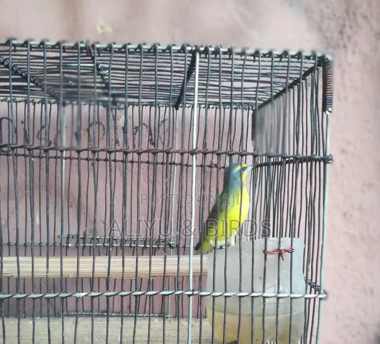 Singing Canary Birds