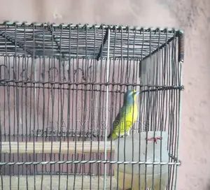 Singing Canary Birds