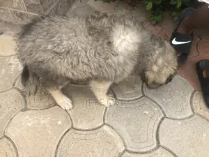 1-3 months Male Purebred Caucasian Shepherd