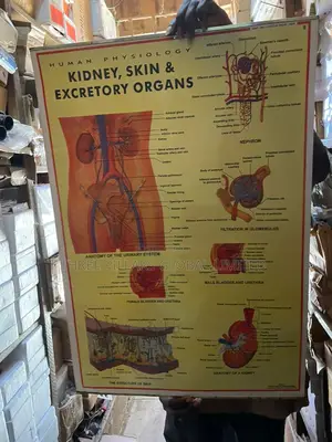 Kidney Skin Excretory Organ Chart