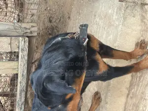 1+ year Female Purebred Rottweiler