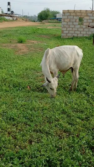 Owanbe / Ileya Cow Bull (Maalu) for Sale