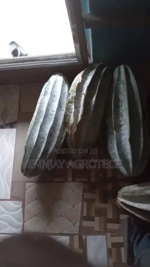 Pumpkin Seeds (Ugu Pods)