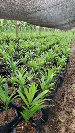 Hybrid Palm Seedlings