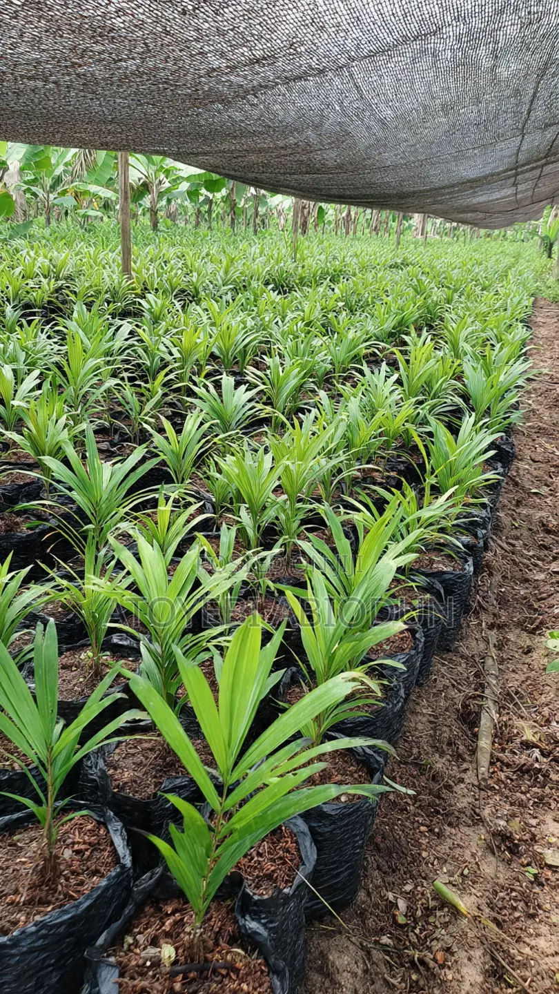 Hybrid Palm Seedlings