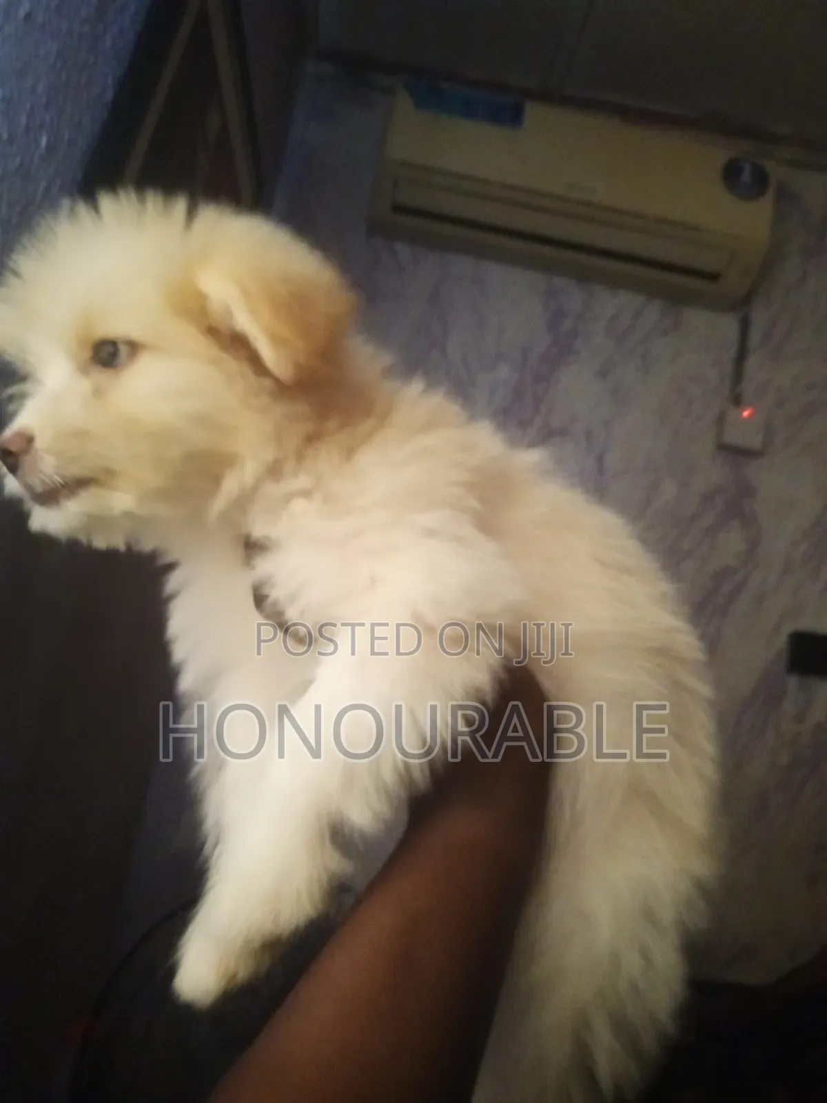 1-3 months Male Purebred Lhasa Apso