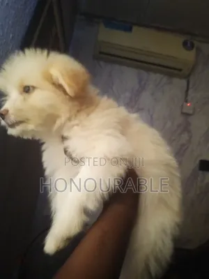 1-3 months Male Purebred Lhasa Apso
