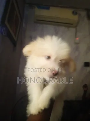 1-3 months Male Purebred Lhasa Apso