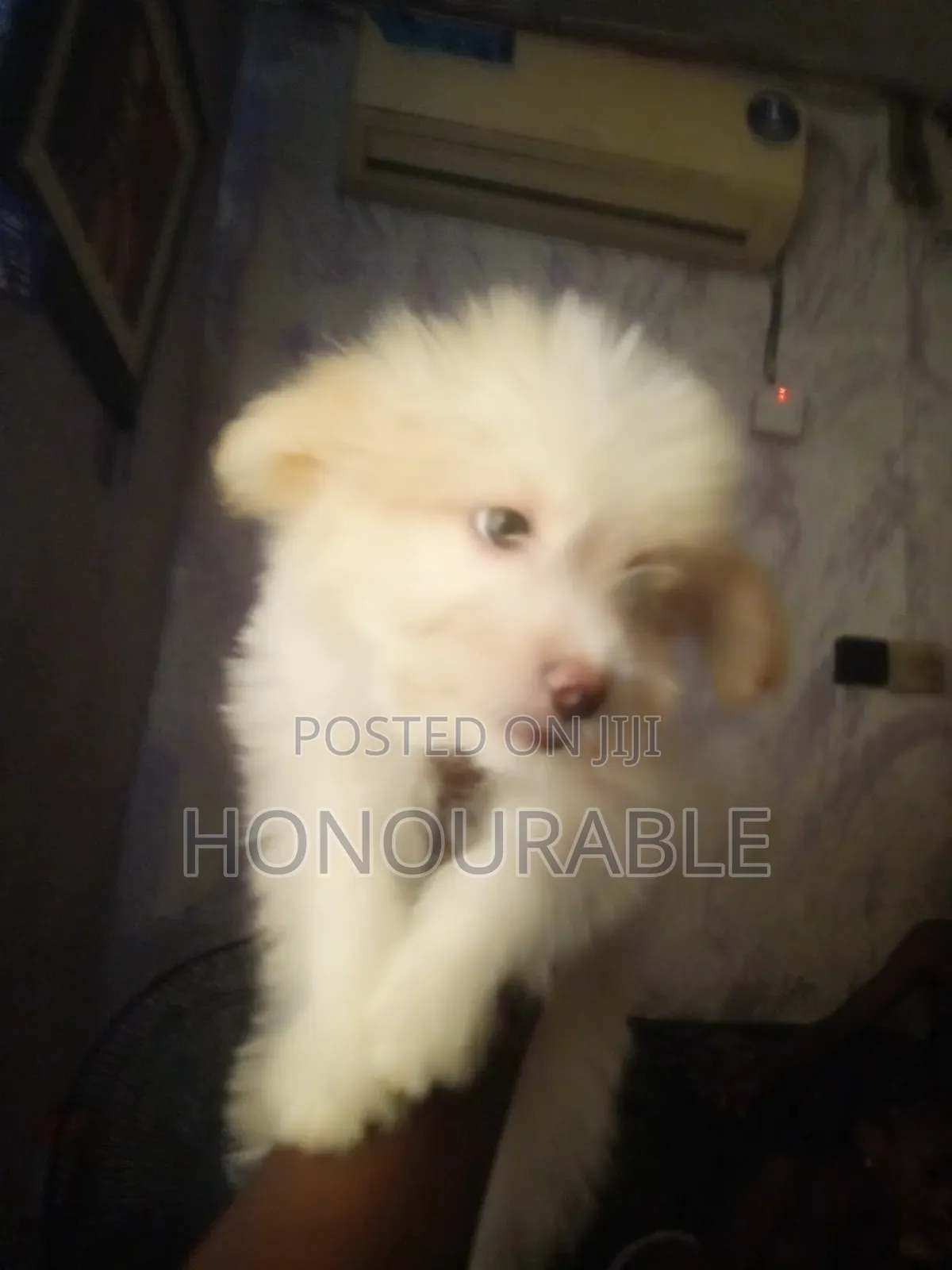 1-3 months Male Purebred Lhasa Apso
