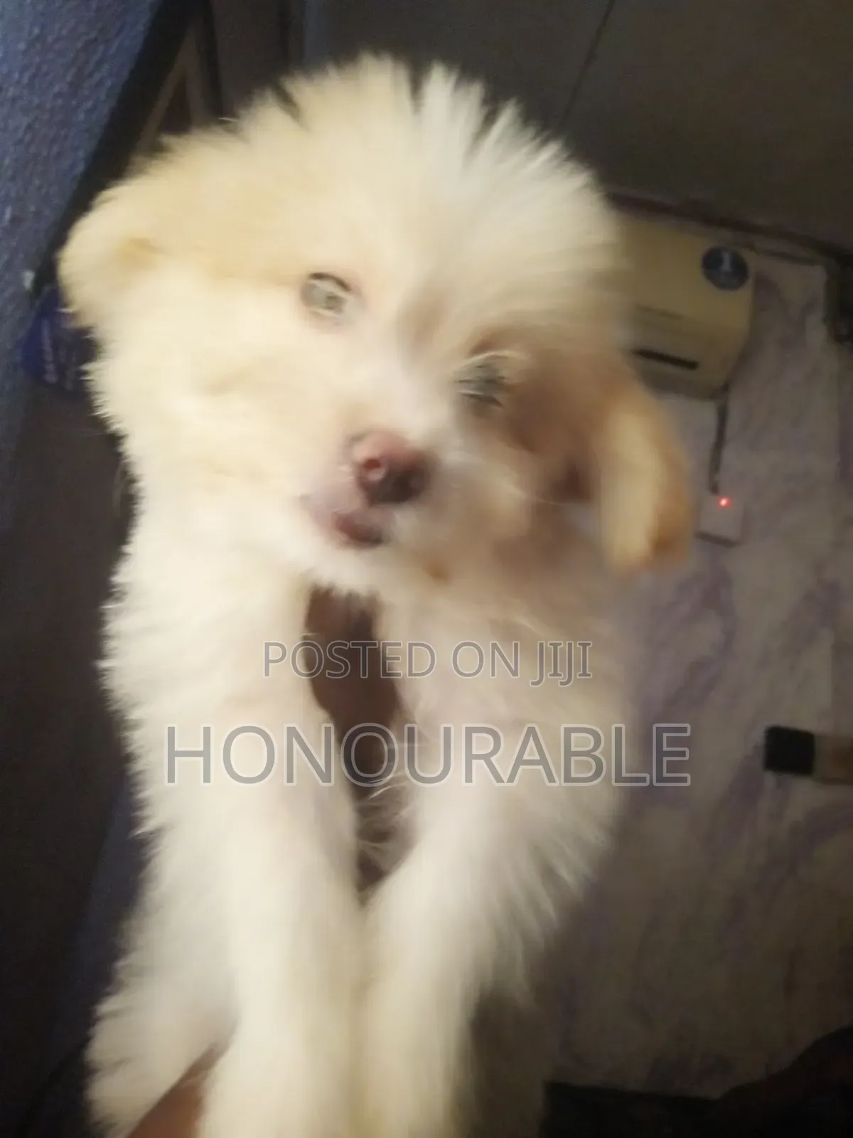 1-3 months Male Purebred Lhasa Apso