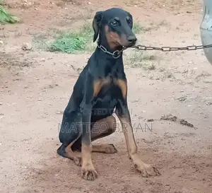 3-6 months Female Purebred Doberman Pinscher